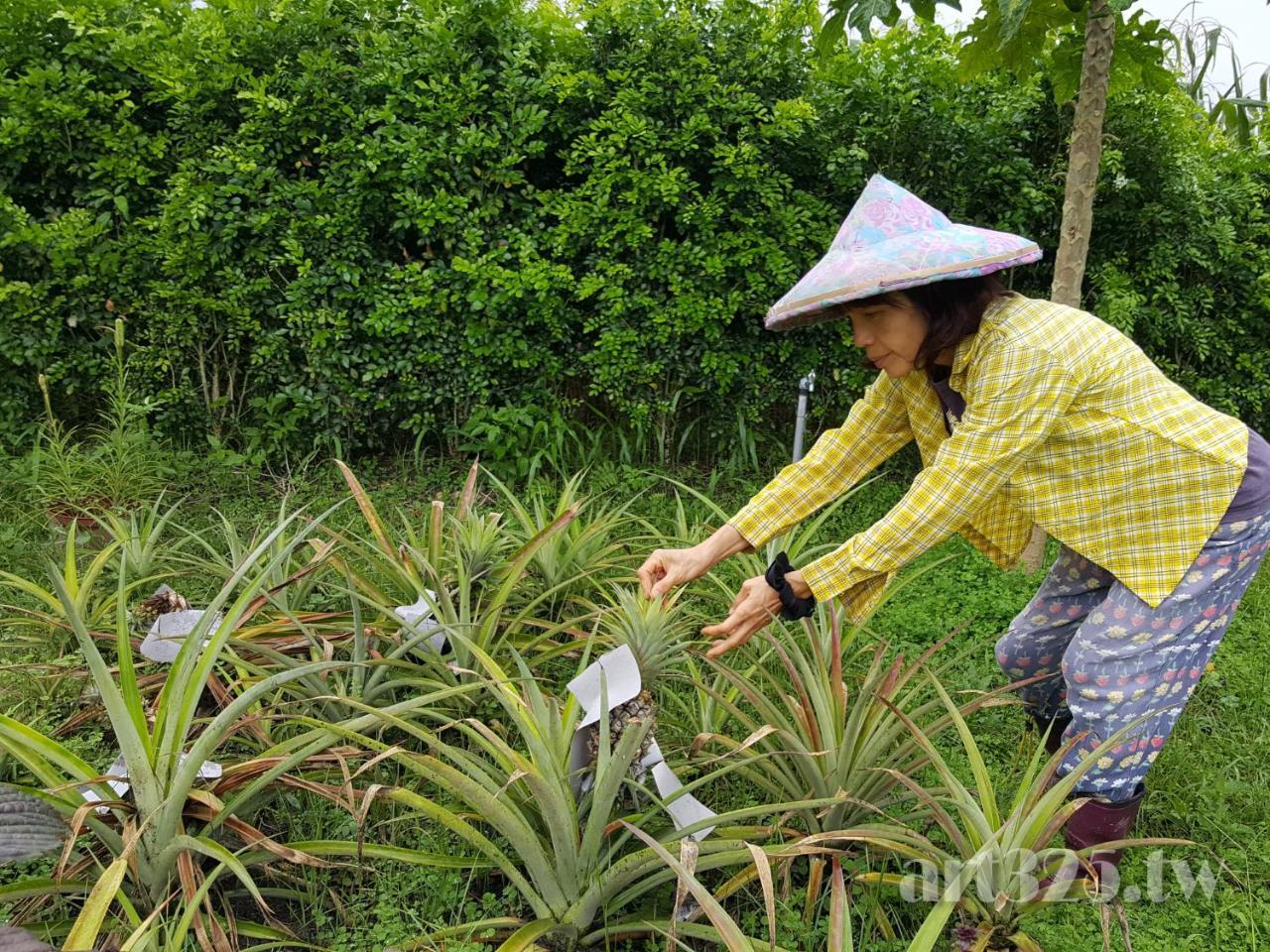 Yi Tian Homestay Fenglin Exterior photo